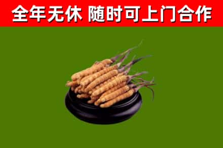 临潼回收散虫草