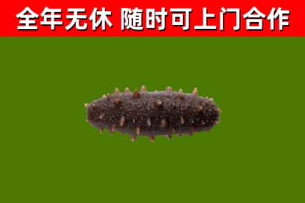 临潼回收海参干